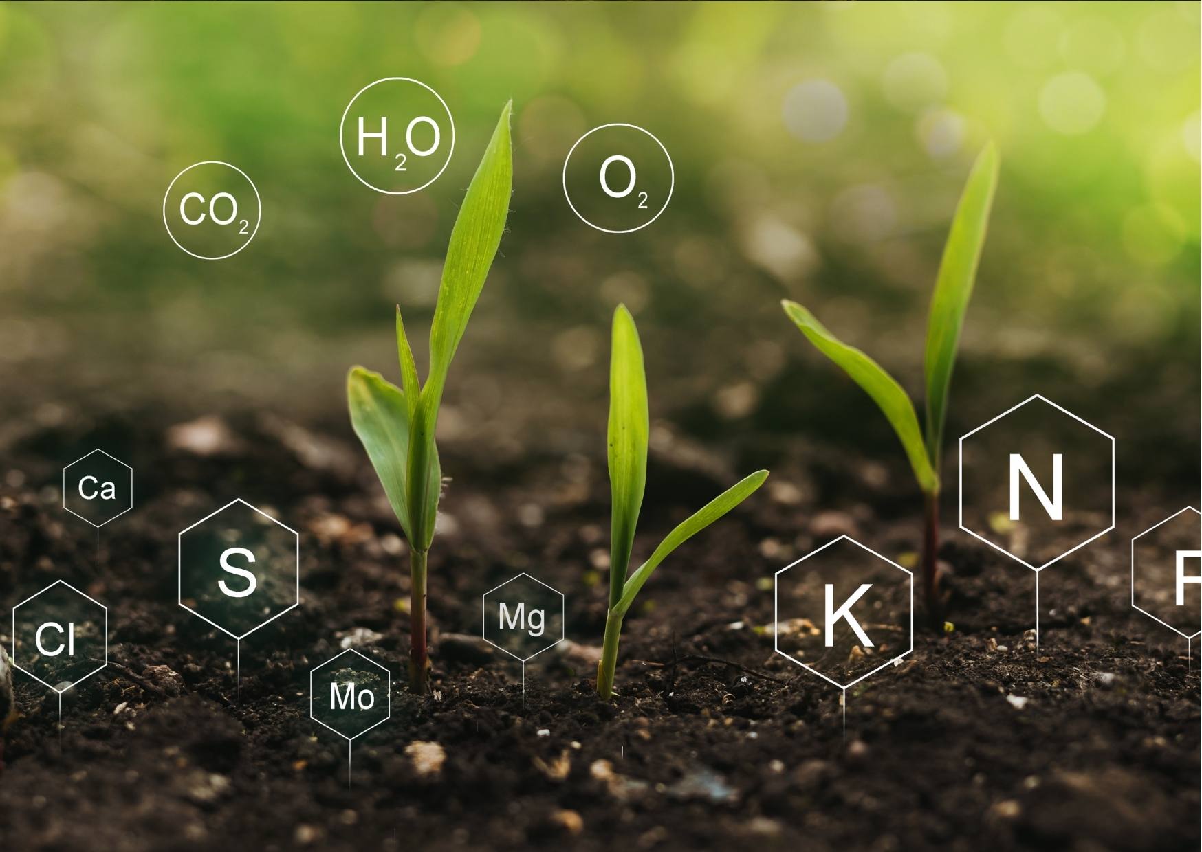 Beneficios Del Curso De Nutrición Ortomolecular Lo Que Debes Saber 